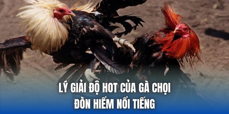 Lý giải độ hot của gà chọi đòn hiểm nổi tiếng