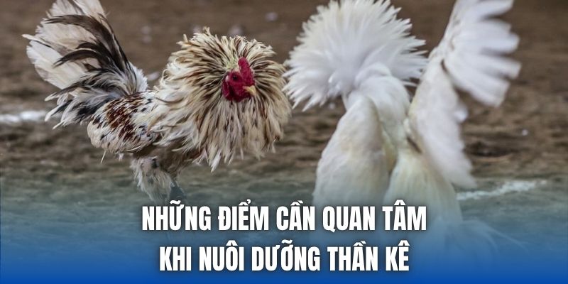 Những điểm cần quan tâm khi nuôi dưỡng thần kê