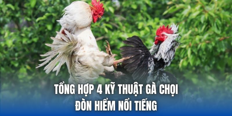 Tổng hợp 4 kỹ thuật gà chọi đòn hiểm nổi tiếng